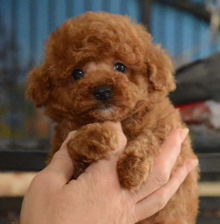 Red teacup poodle puppies for deals sale